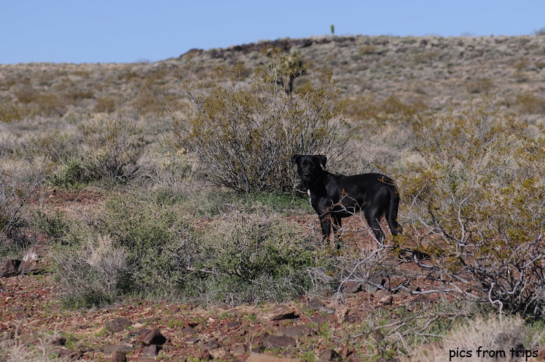 Dylan in the desert2010d12c017.jpg